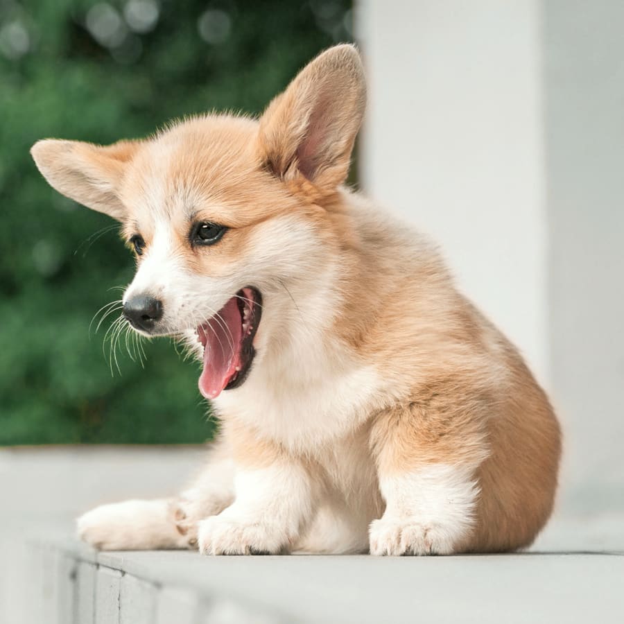 Kleinpeter Veterinary Hospital in Baton Rouge