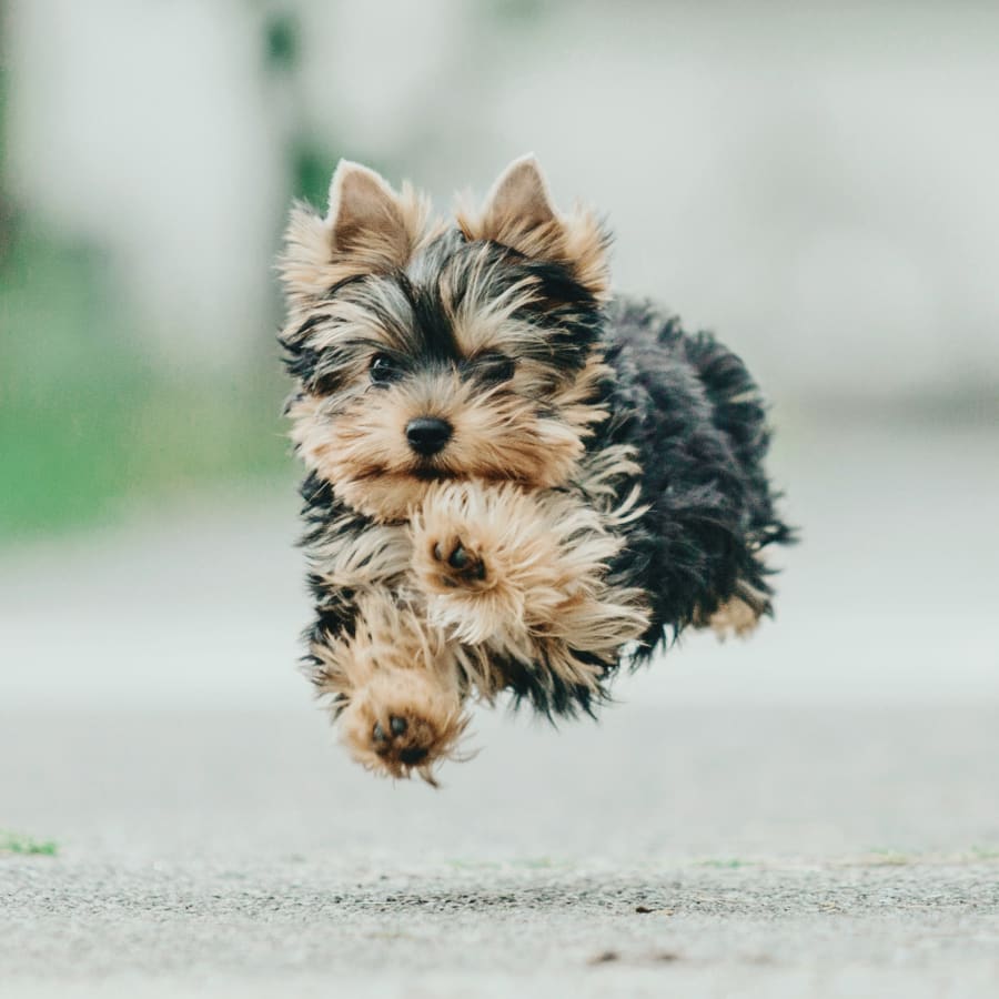 Veterinary Acupuncture in Baton Rouge