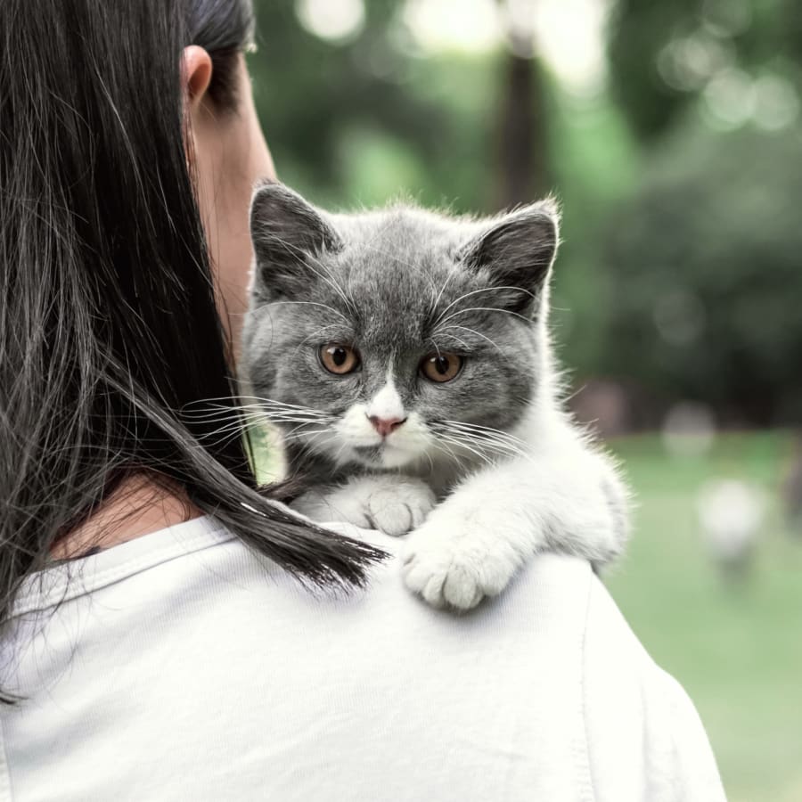 Medical Boarding for Cats & Dogs, Baton Rouge Vet