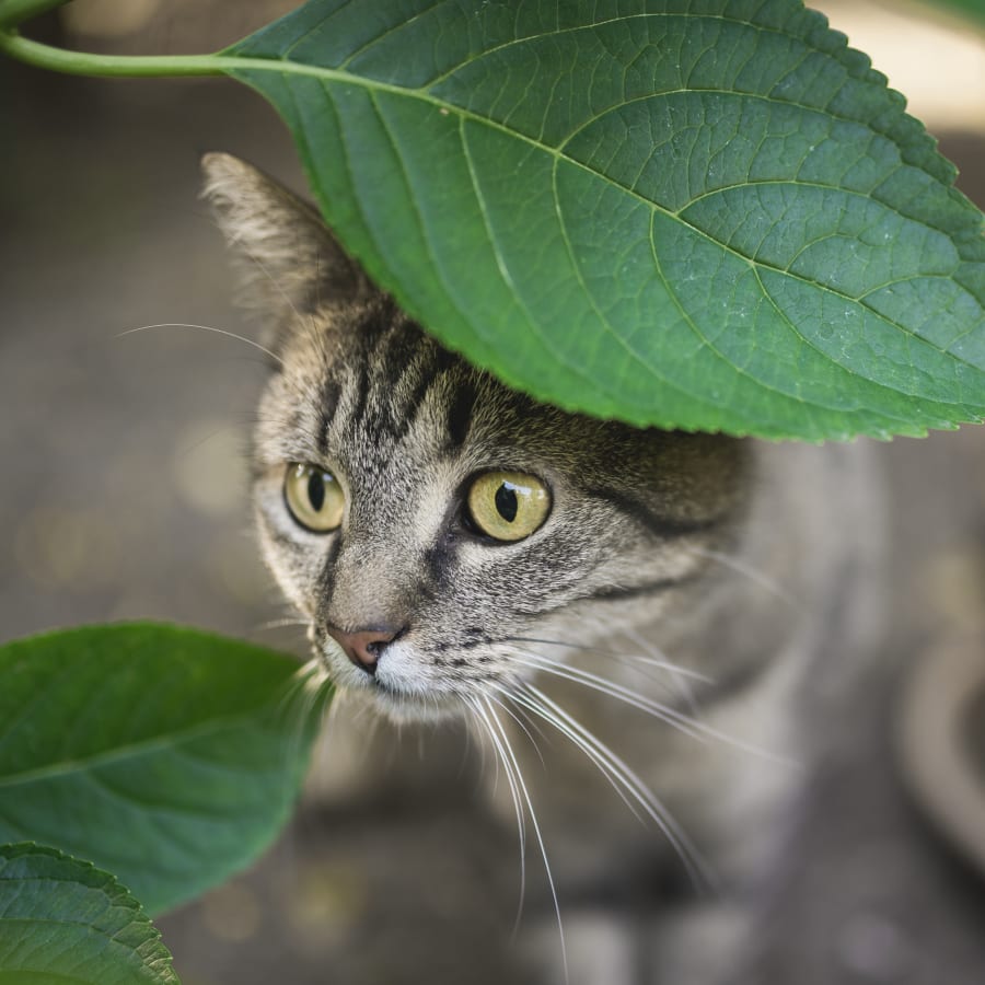 Cat & Dog Wellness Exams, Baton Rouge