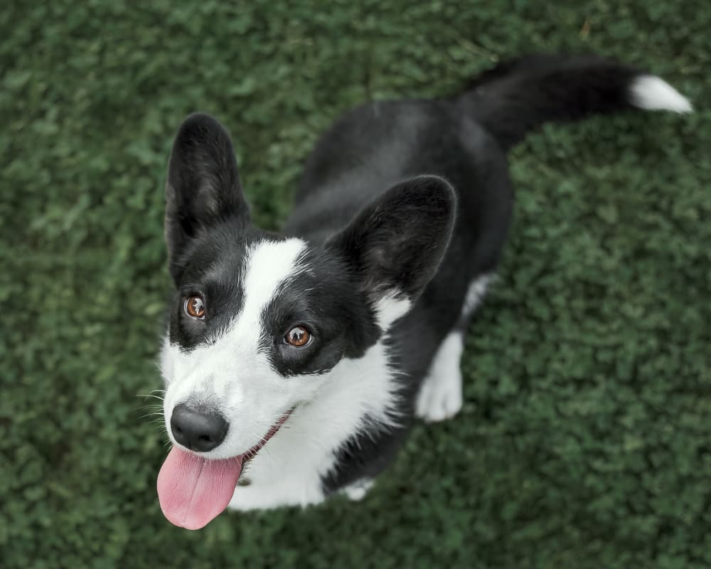 Animal Hospital Kleinpeter Veterinary Hospital | Baton Rouge Vet