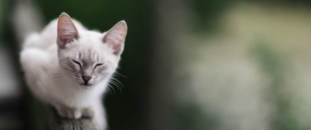 Kleinpeter Veterinary Hospital | Baton Rouge Speciality & Emergency Vet