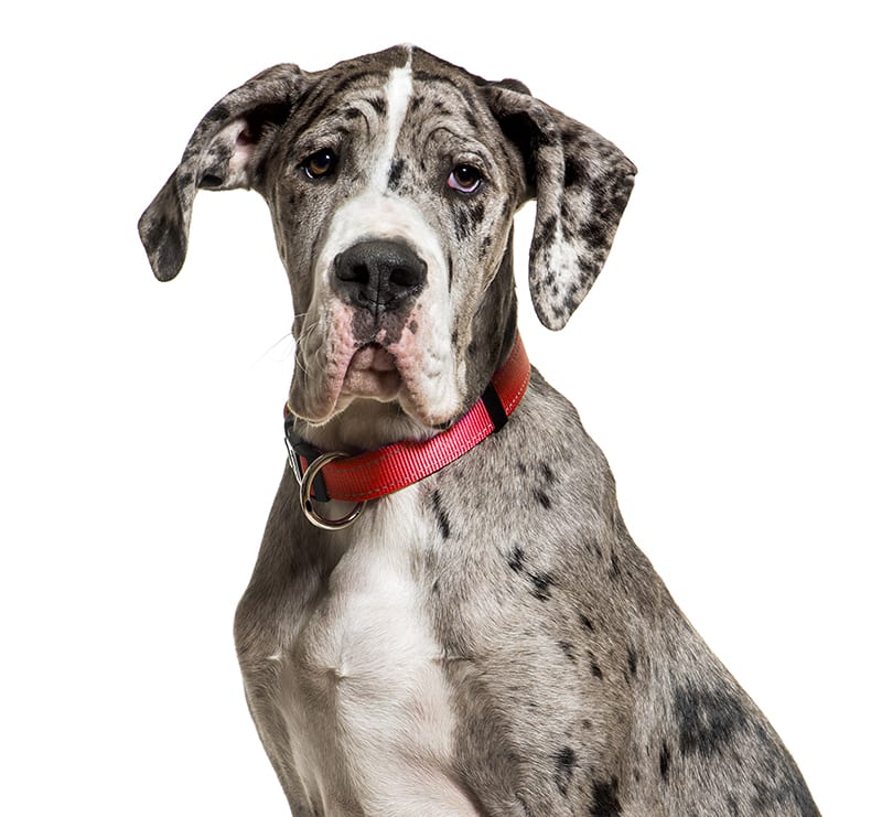 Giant Dogs, Kleinpeter Veterinary Hospital