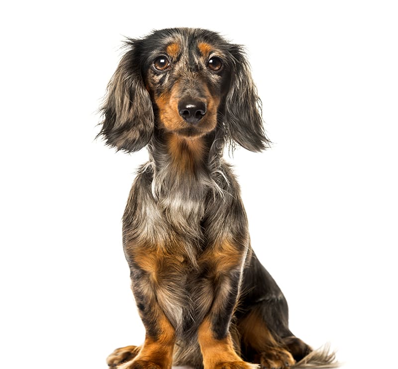 Small Dogs, Kleinpeter Veterinary Hospital